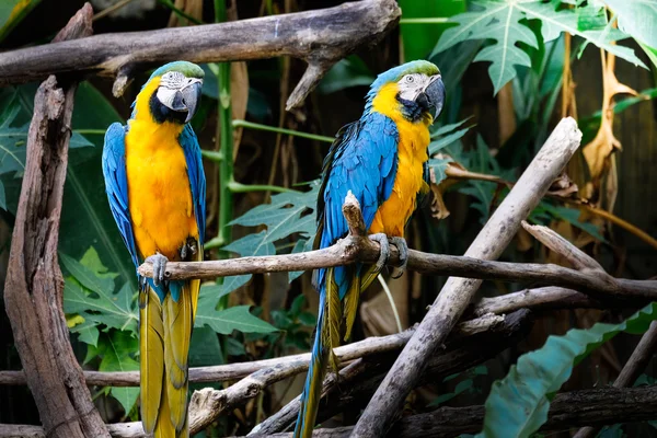 Ara blu e oro carino nella foresta tropicale — Foto Stock
