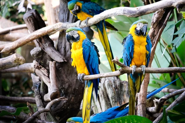 Cute blue and gold macaw in tropical forest — Stock Photo, Image