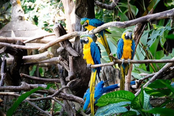 Cute blue and gold macaw in tropical forest — Stock Photo, Image