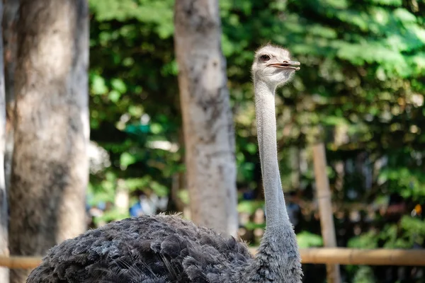 Strauß-Porträt — Stockfoto