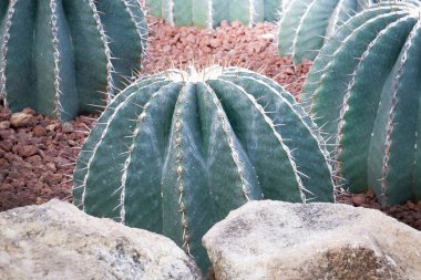 Kaktüs keskin thorn ile