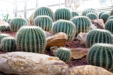 Kaktüs keskin thorn ile