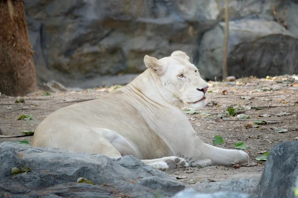 Lion femelle blanche couchée sur le rocher — Photo