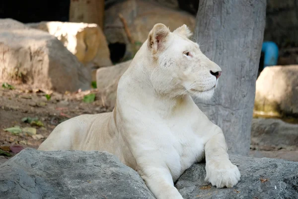 Witte vrouwelijke Leeuw liggen op de rots — Stockfoto