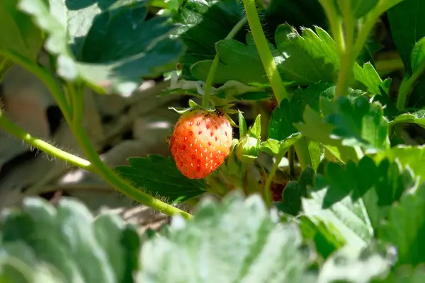 Fresa dulce fresca en el jardín — Foto de Stock
