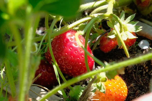 Fresa dulce fresca en el jardín — Foto de Stock