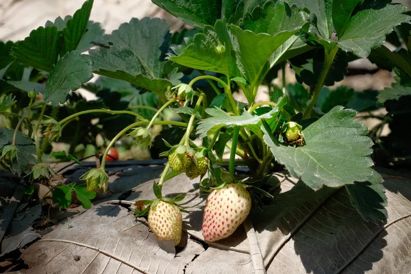 Fresa dulce fresca en el jardín — Foto de Stock