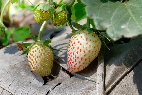 Fresa dulce fresca en el jardín — Foto de Stock