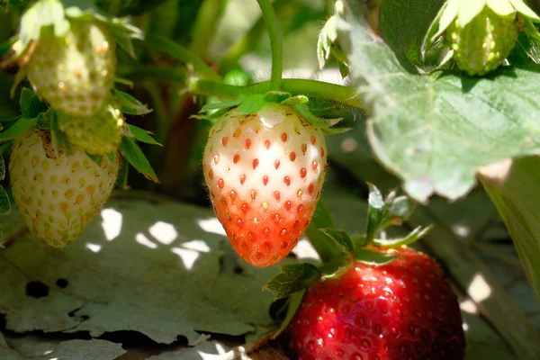 Fresa dulce fresca en el jardín — Foto de Stock