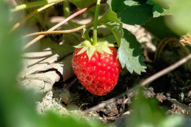Bahçedeki taze tatlı çilek