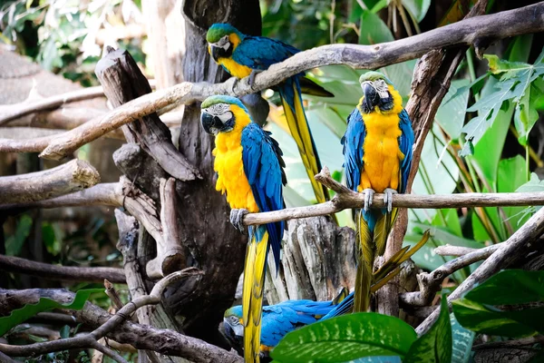 Tropikal orman sevimli mavi ve altın Amerika papağanı