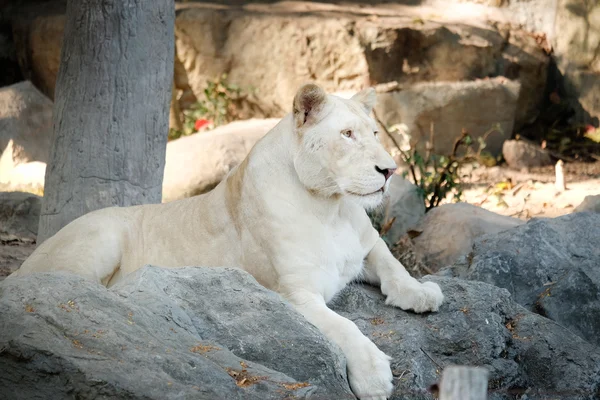 Білий лев лежить на скелі — стокове фото