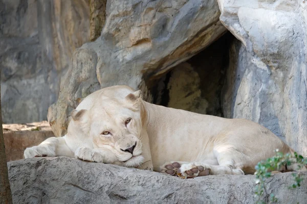 Lion femelle blanche couchée sur le rocher — Photo