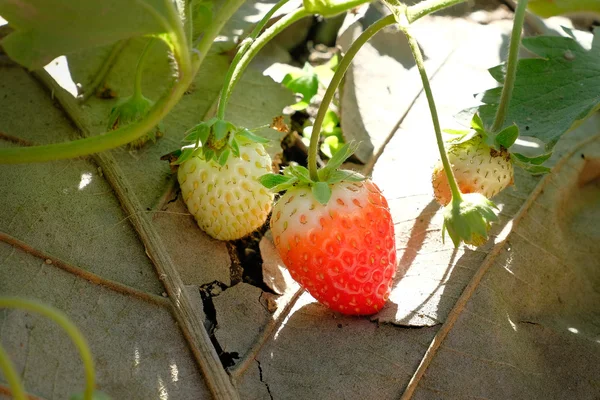 Fresa dulce fresca en el jardín — Foto de Stock