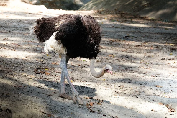 Portrait of  ostrich — Stock Photo, Image