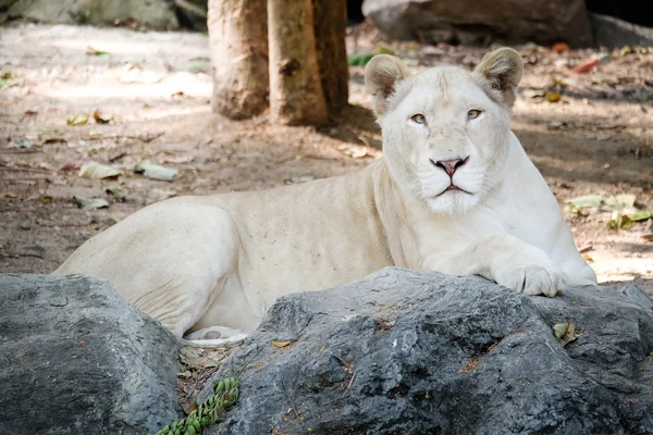 Lion femelle blanche couchée sur le rocher — Photo