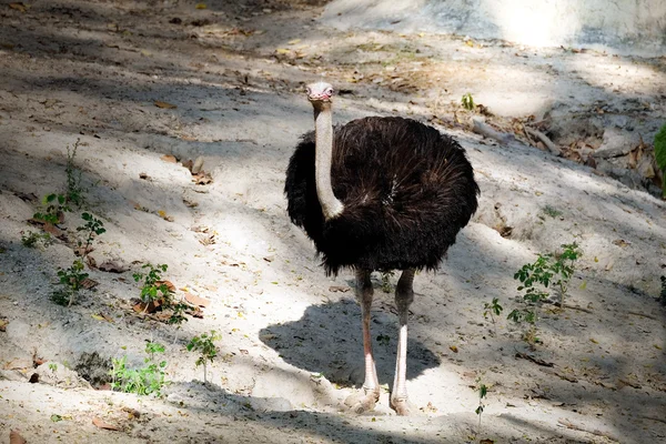 Portrait of  ostrich — Stock Photo, Image