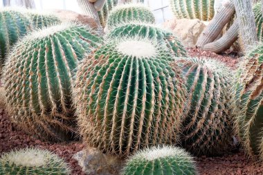 Kaktüs keskin thorn ile