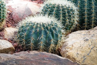 Kaktüs keskin thorn ile