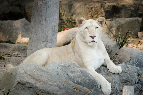 León blanco hembra se acuesta en la roca — Foto de Stock