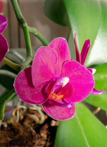 Jasnoróżowy Orchidea — Zdjęcie stockowe