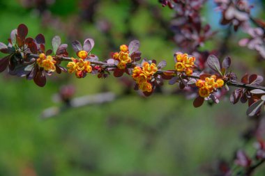 Tomurcuklanan bir Thunberg böğürtleninin bir dalı yeşil otların arka planında