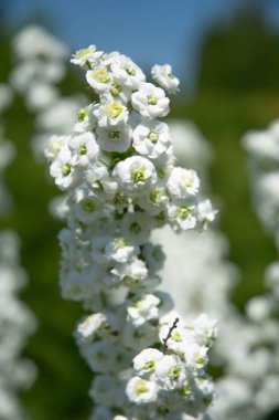 Beyaz çiçekler ve yeşillik arka planında Spireia zambağı çiçeği
