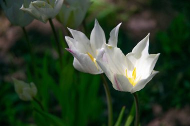 Arka planda iki renkli laleler var. Zayıf çift renkli laleler.