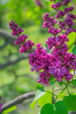 Koyu mor bir leylak çalısı açarken aynı koyu leylağın arka planında
