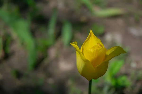 Tulipa Húngara Fundo Terra Grama Foto Foi Tirada Acordo Com — Fotografia de Stock