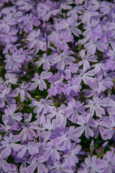 Bloeiend Van Vele Kleine Bloemen Van Phlox Stolon Dragende Paarse — Stockfoto