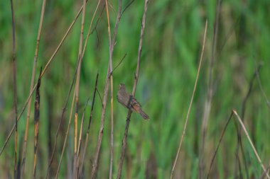 Bluethroat on a branch of burnt reeds against a strongly blurred green background