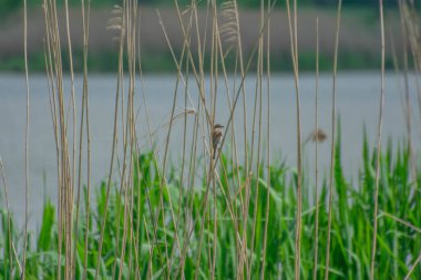 Common shrike on a branch of reeds, against a background of green reeds