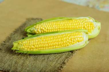 Koçanlarda taze mısır. 