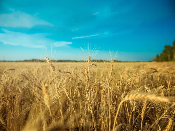 Campo de trigo —  Fotos de Stock