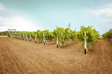 saç ekimi bağ. saç ekimi bağ