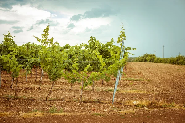 Viñedo plantación. viñedo de plantación —  Fotos de Stock