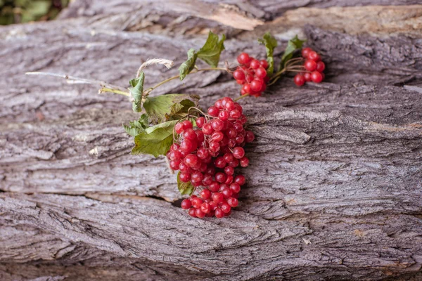 Viburnum auf einem hölzernen Hintergrund — Stockfoto