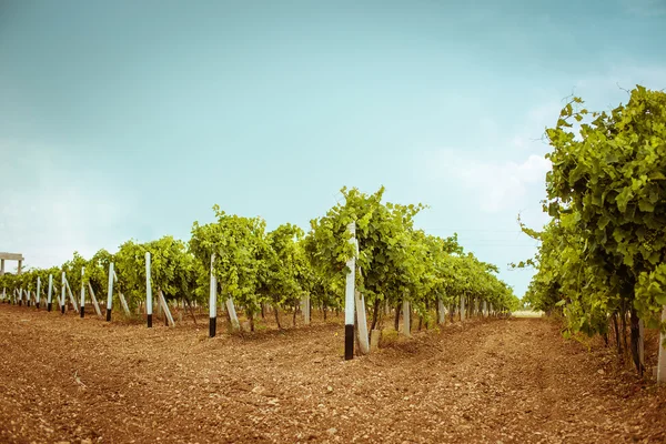 Plantation vineyard. plantation vineyard Royalty Free Stock Images