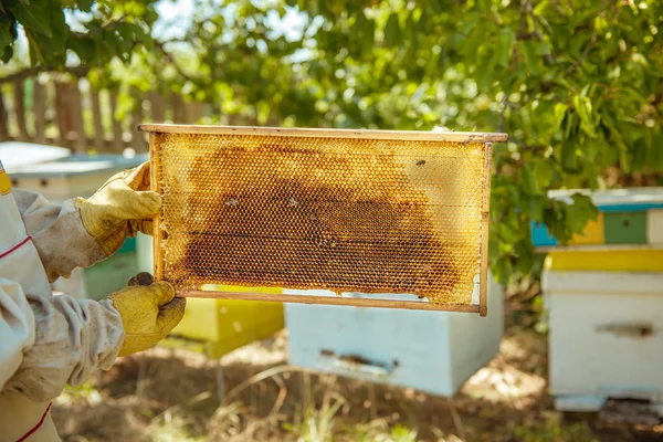 Biodlare håller i handen en ram med honung vaxkakor och bin — Stockfoto