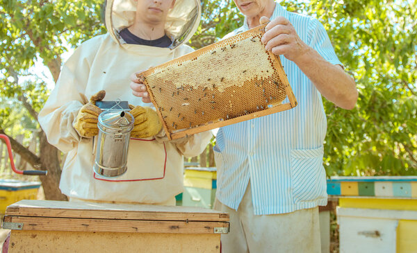 Beekeeper holds in hand a frame with honey honeycombs and bees