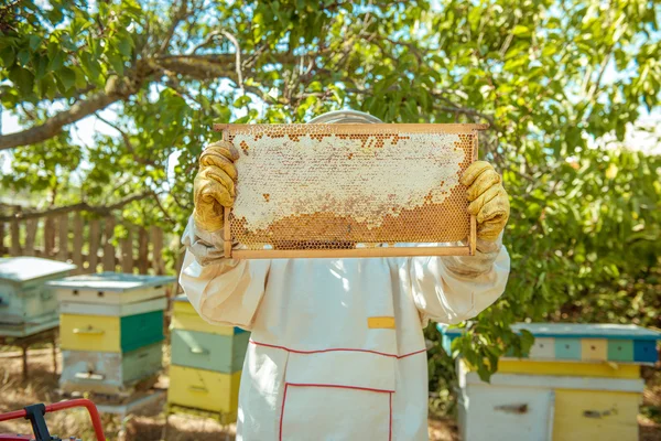 Apicultor sostiene en la mano un marco con panales de miel y abejas —  Fotos de Stock