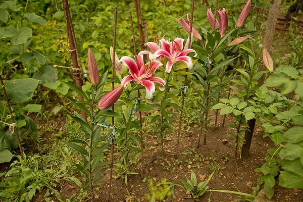 ピンクのユリの庭 — ストック写真