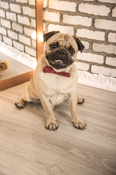 Mops hunden Stockfoto