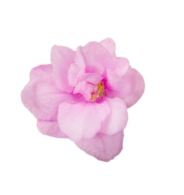 purple flower. Background and texture