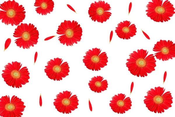Red flower. Background and texture — Stock Photo, Image