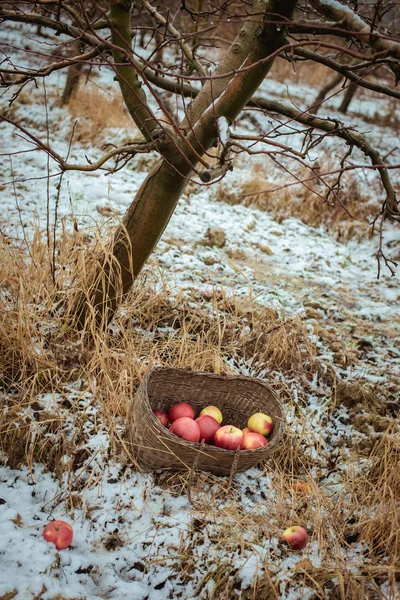 Pommes rouges dans un panier — Photo