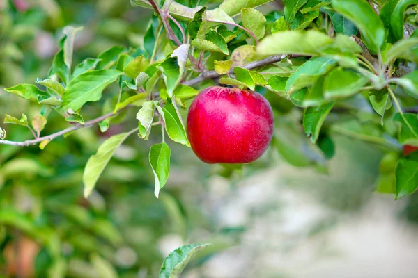 Red apple hanging on a branch — 스톡 사진
