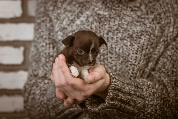 Dziewczyna trzyma pewien szczeniak chihuahua — Zdjęcie stockowe