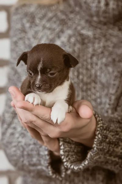 Girl holding a chihuahua puppy — Stock Photo, Image